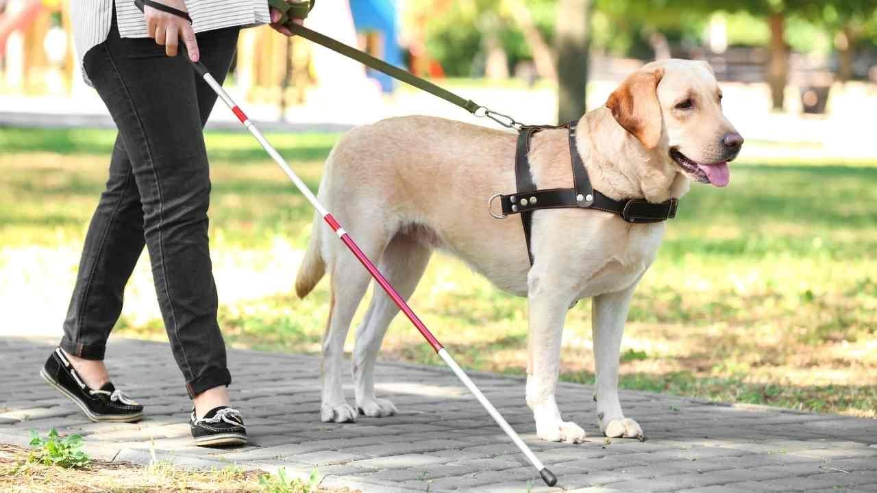 Social Security Disability Insurance (SSDI) 2026: Updated Requirements, Benefit Amounts, and What You Need to Know